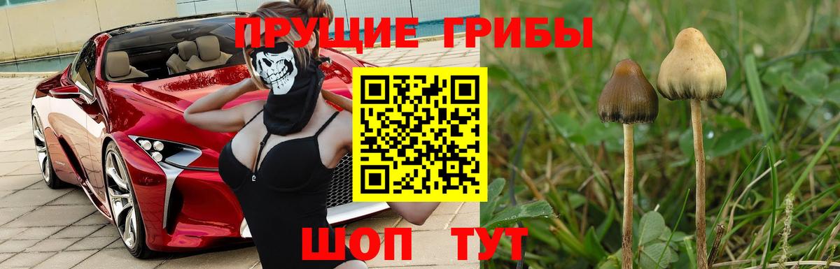 Псилоцибиновые грибы Psilocybine cubensis  Вход с VPN  Можга 